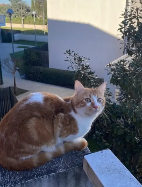 chat lost   31770 Colomiers Mimiche