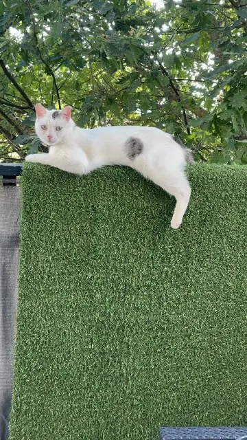 chat lost   31750 Escalquens Minou