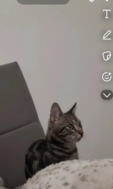 chat lost   31470 Saint-Lys Minou