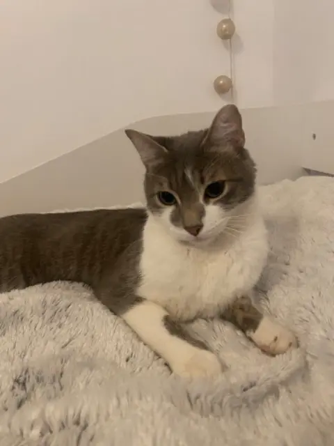 chat lost   31170 Tournefeuille Minouche