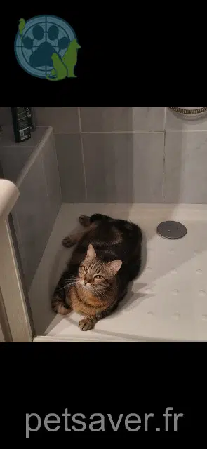 chat lost 31420 Aulon Mistigri