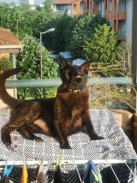cat lost 31470 Fonsorbes Miwix cat lost 31470 Fonsorbes Miwix