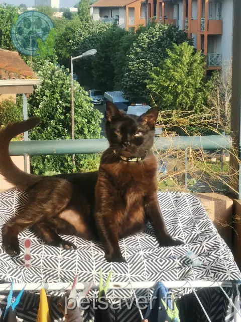 kater vermist 31470 Fonsorbes Miwix kater lost 31470 Fonsorbes Miwix