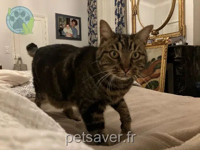 chat lost 31620 Castelnau-d'Estrétefonds Moise