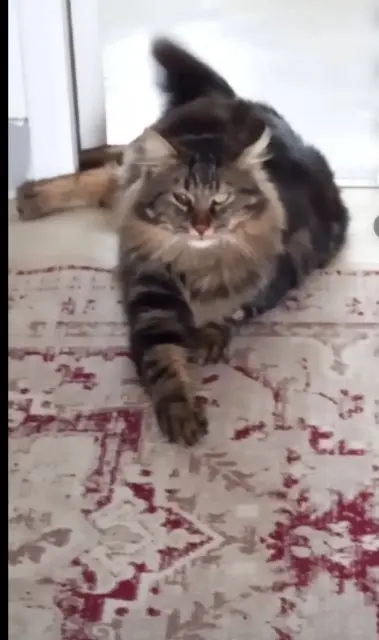 chat lost   31600 Muret Monchat