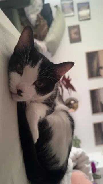 chat lost   31220 Cazères Moshi