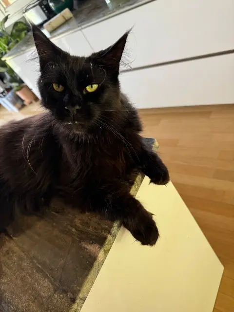 chat lost   31460 Mourvilles-Basses Sparrow
