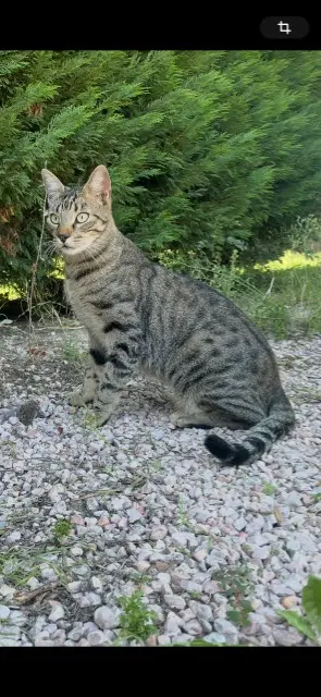 chat lost   31370 Poucharramet Moustik