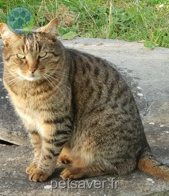Kater vermisst 31380 Gragnague Moustique Kater lost 31380 Gragnague Moustique