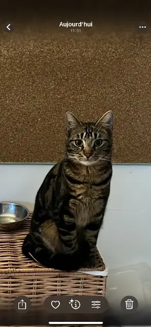 Kater vermisst 31670 Labège Mugen Kater lost 31670 Labège Mugen