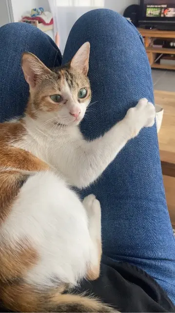 chat lost   31140 Fonbeauzard Nala