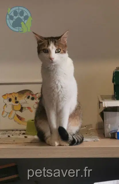 gato lost   31350 Boulogne-sur-Gesse Nassim