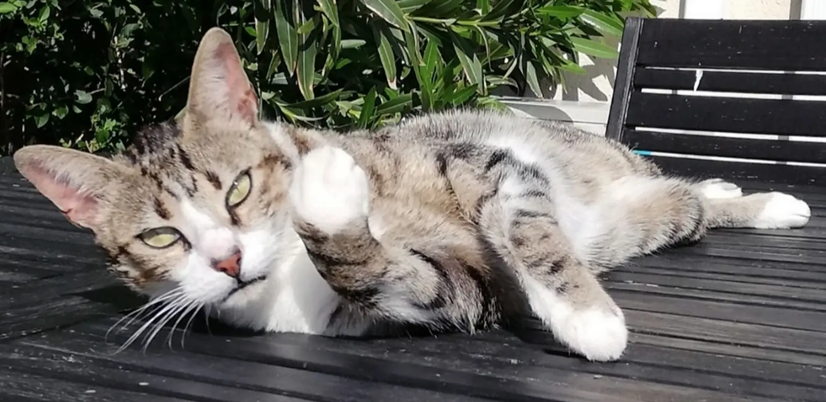 Chat Perdu 31 Haute-Garonne - Nima Chat Perdu 31 Haute-Garonne - Nima