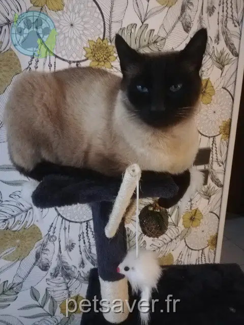 chat lost   31770 Colomiers Nino