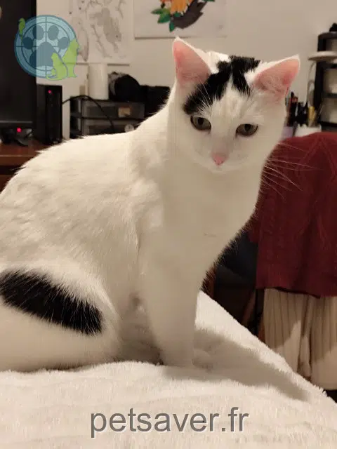 chat lost   31270 Cugnaux Nouky
