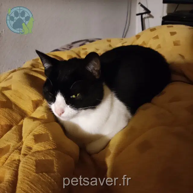 gato lost   31220 Cazères Noy