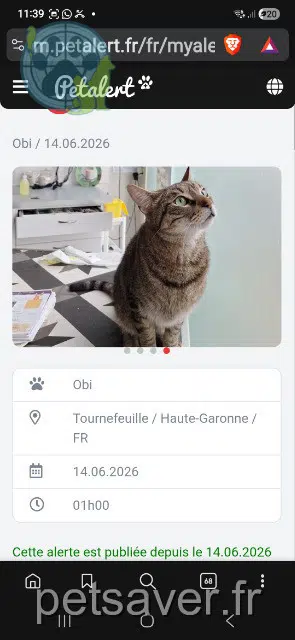 chat lost   31170 Tournefeuille Obi