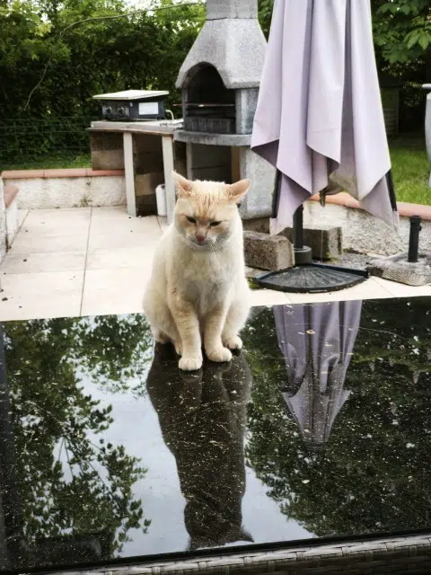 chat lost   31620 Fronton Oggy