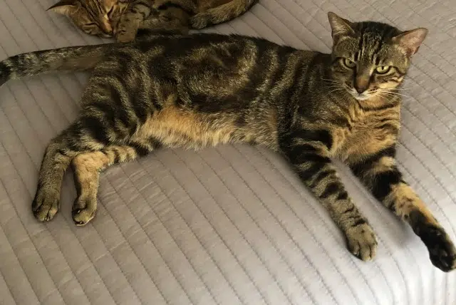 chat lost   31620 Villaudric Onyx