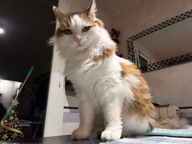 chat lost   31490 Léguevin Oreo