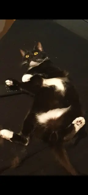 chat lost   31140 Aucamville Oreo