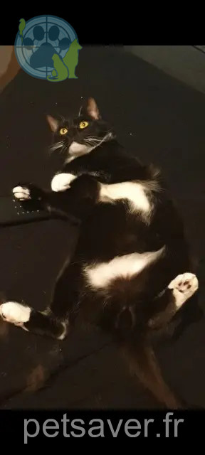 chat perdu 31140 Aucamville Oreo chat lost 31140 Aucamville Oreo