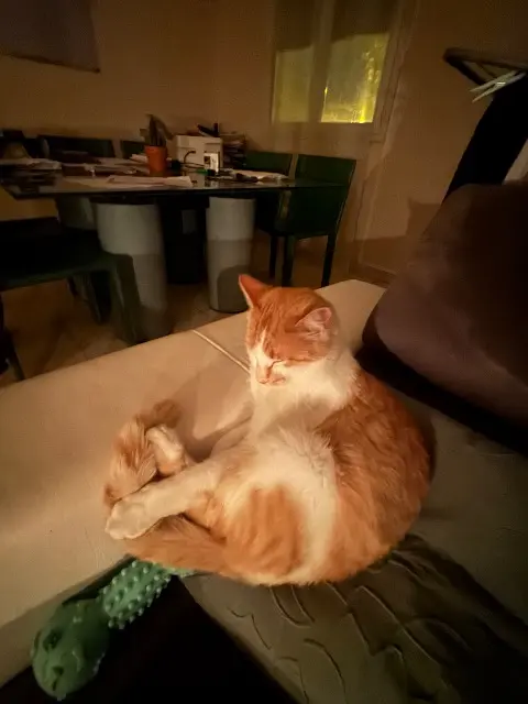 chat lost   31270 Cugnaux Orion