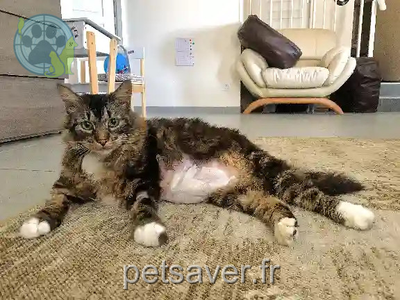 Chat Perdu 31 Haute-Garonne - Packo Chat Perdu 31 Haute-Garonne - Packo