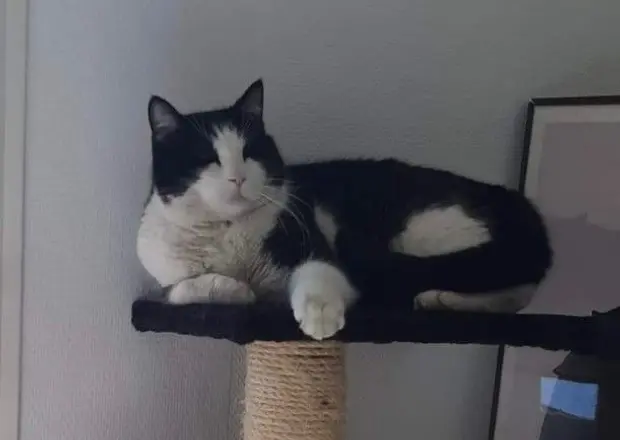 chat lost   31270 Frouzins Passepartout