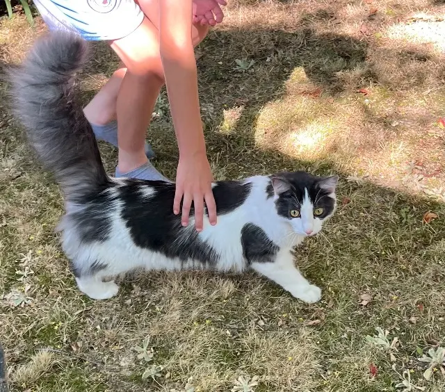 chat lost   31770 Colomiers Patator