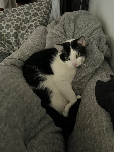 chat lost   31700 Blagnac Patrick