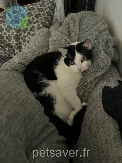 gato perdido 31700 Blagnac Patrick gato lost 31700 Blagnac Patrick