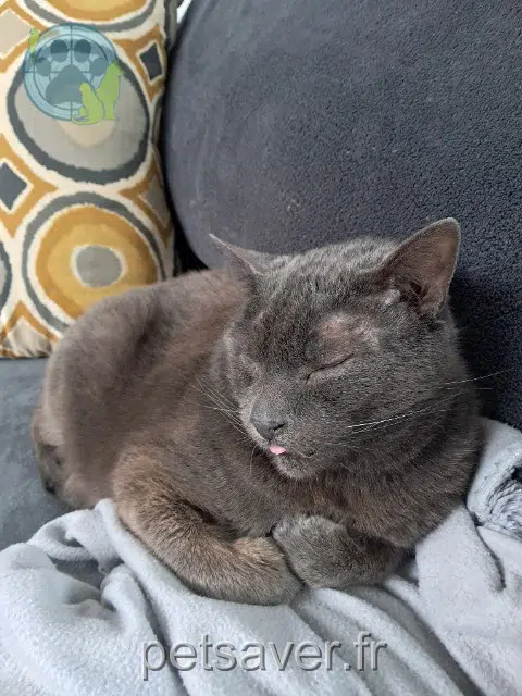 chat lost   31470 Saint-Lys Pepere