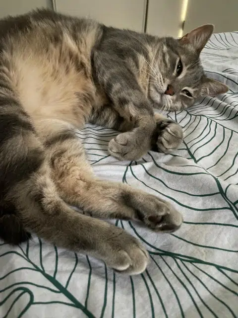 chat lost   31150 Lespinasse Pepito