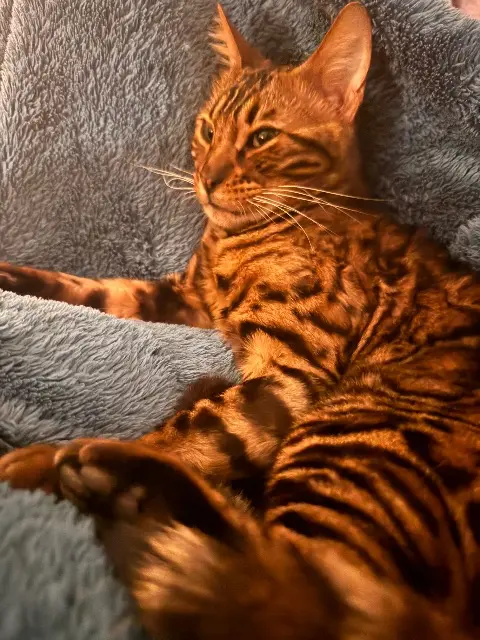 chat lost   31360 Boussens Pepito