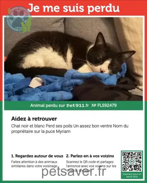 chat lost   31490 Léguevin Pepsy