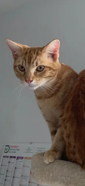 chat lost   31410 Le Fauga Petit lynx