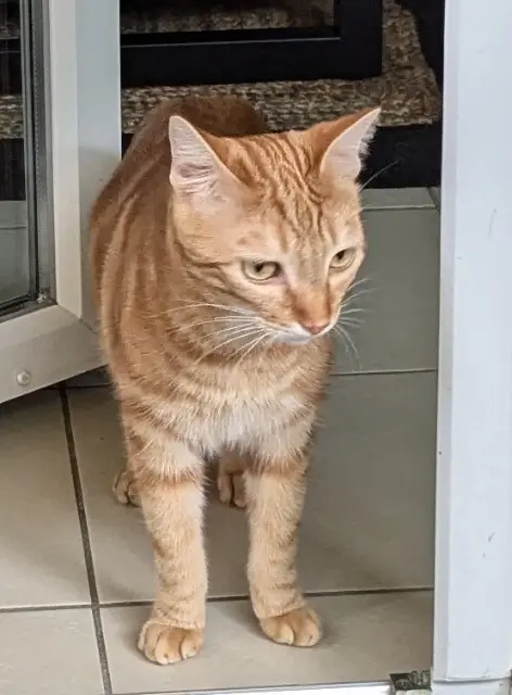 chat lost   31670 Labège Phoenix/Dolmen