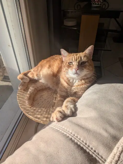 chat lost   31120 Pinsaguel Phox