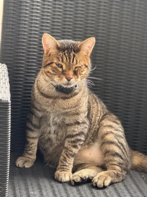 chat lost   31270 Cugnaux Pikachu