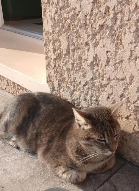 chat lost   31600 Labastidette Pilou