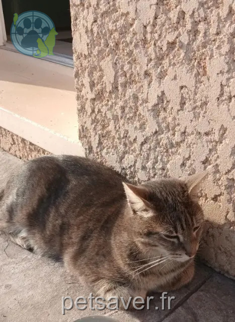 chat perdu 31600 Labastidette Pilou chat lost 31600 Labastidette Pilou