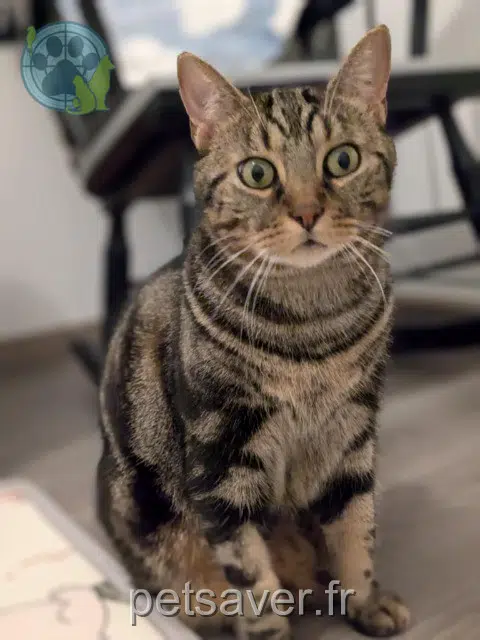 chat lost   31770 Colomiers Pipo