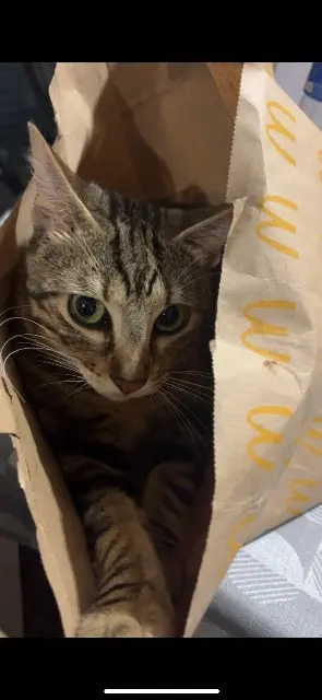 chat lost   31470 Fonsorbes Pitchou