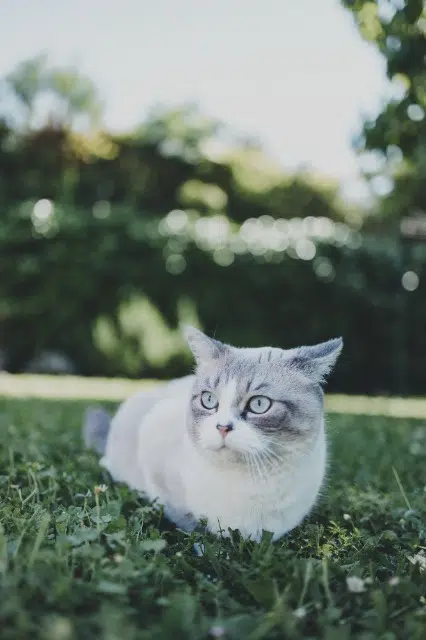 chat lost   31140 Fonbeauzard Pompom