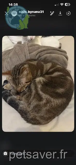 chat lost   31280 Mons Ragga
