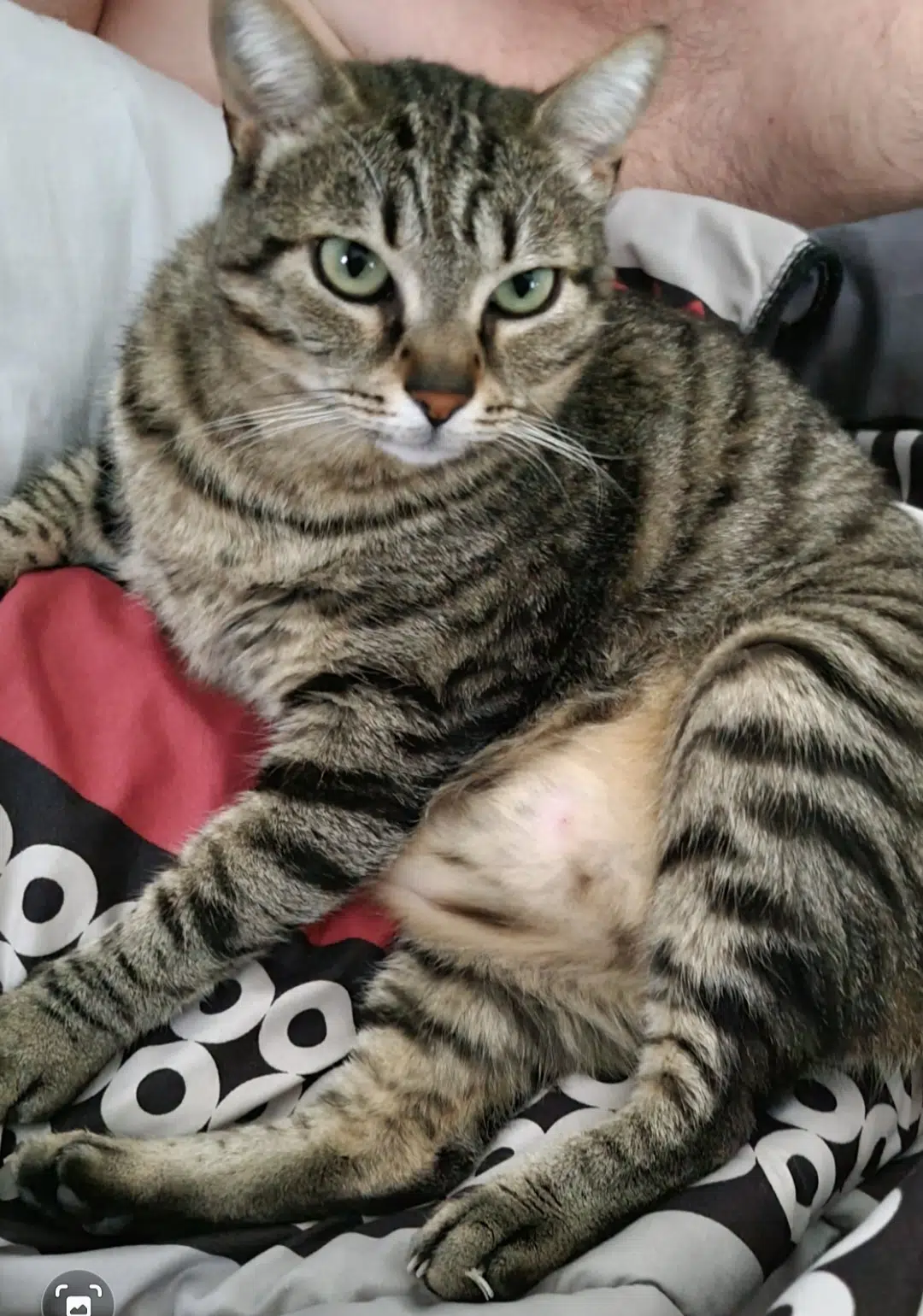 chat lost   31840 Aussonne Rajah