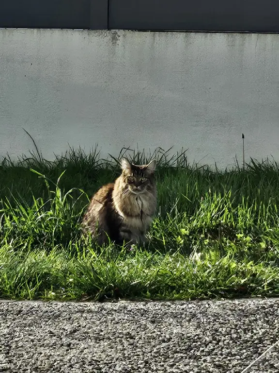 Chat Perdu 31 Haute-Garonne - Ramses Chat Perdu 31 Haute-Garonne - Ramses