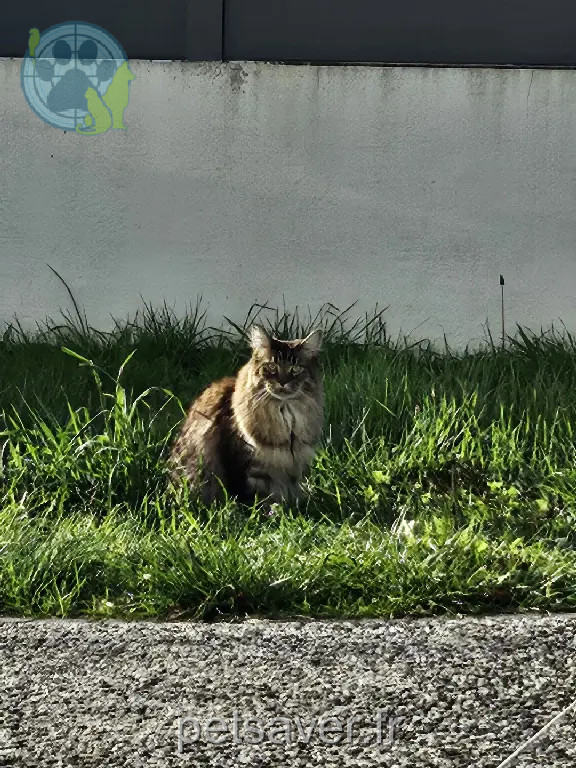 Chat Perdu 31 Haute-Garonne - Ramses Chat Perdu 31 Haute-Garonne - Ramses