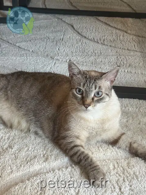 chat lost 31450 Odars Rio